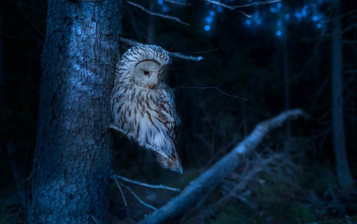 Nocturnal vs Diurnal Animals: Who Is Awake When, and Why