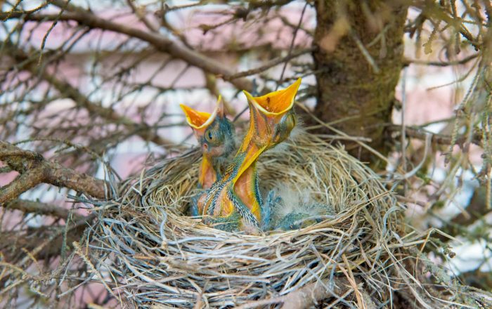 Will a Mother Bird Reject a Baby You Touch? What Is Really True