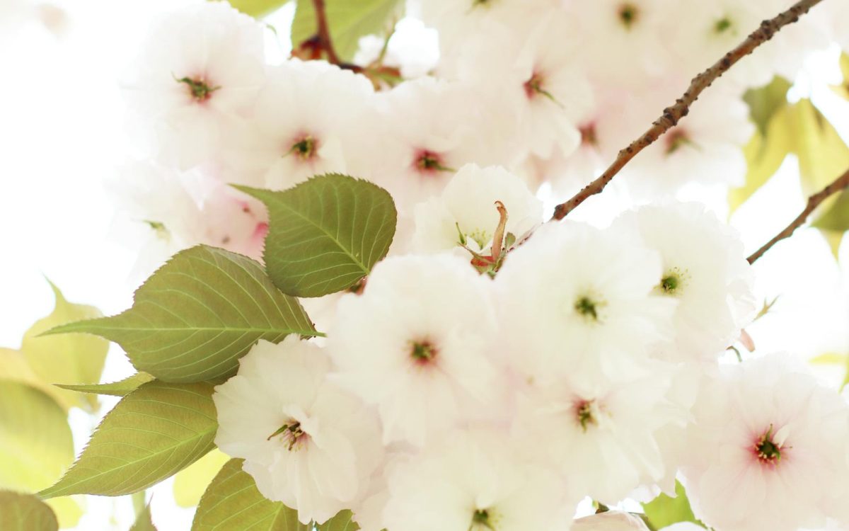 What to Look for in Nature This Spring