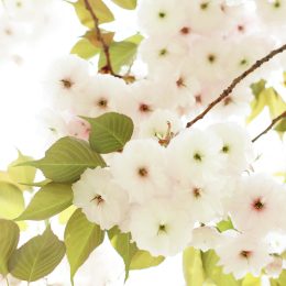 What to Look for in Nature This Spring