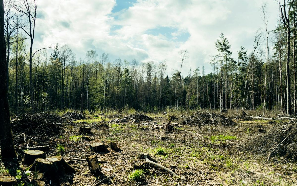 Habitat Loss: The Quiet Driver of Wildlife Decline