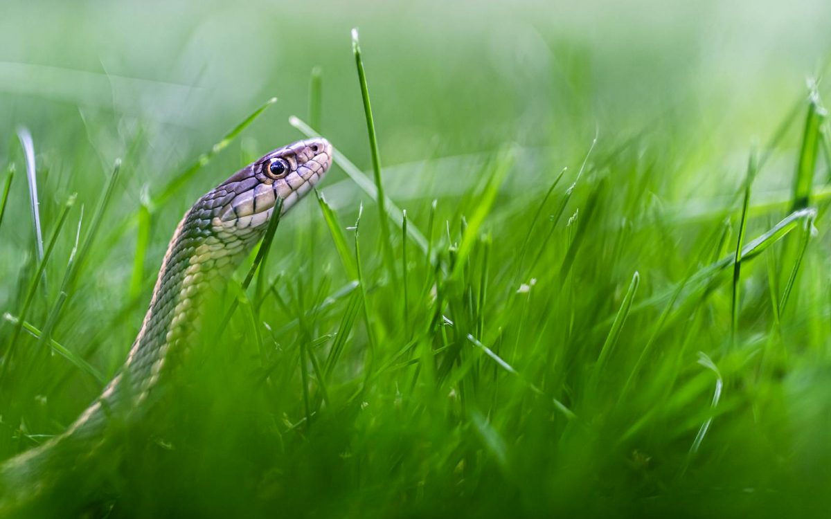 Found a Snake in Your Yard? Here Is What to Do