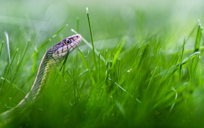 Found a Snake in Your Yard? Here Is What to Do