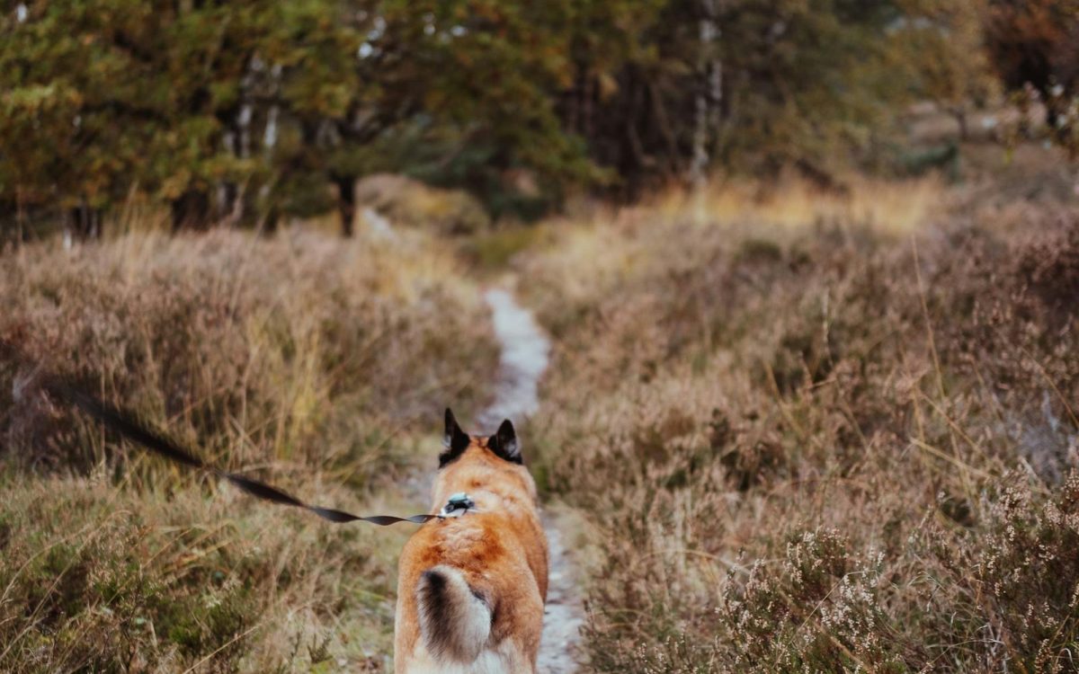 Keeping Pets and Wildlife Safe From Each Other