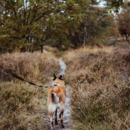 Keeping Pets and Wildlife Safe From Each Other