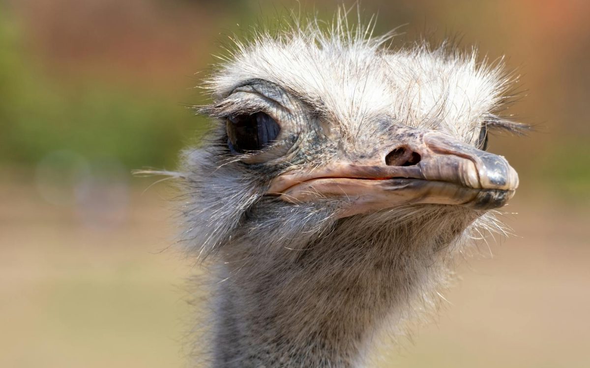Do Ostriches Bury Their Heads in the Sand? Not Quite