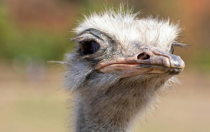 Do Ostriches Bury Their Heads in the Sand? Not Quite