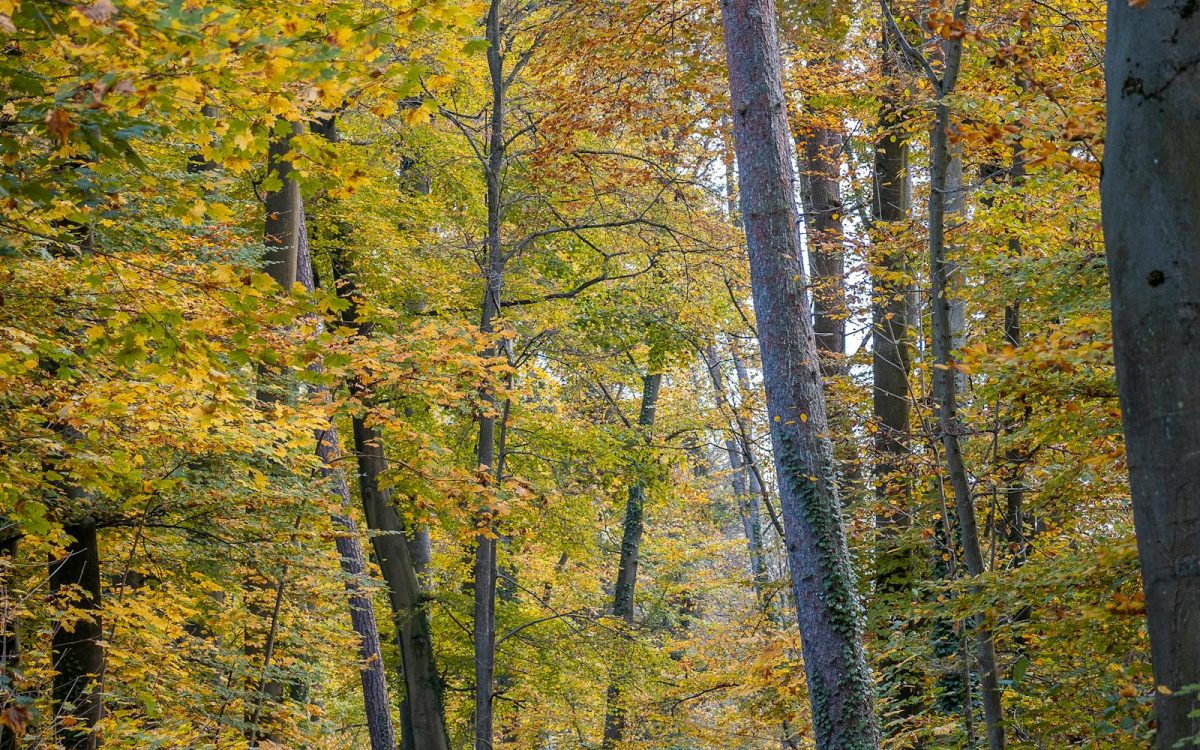 Autumn Nature: A Guide to the Season’s Best Sights