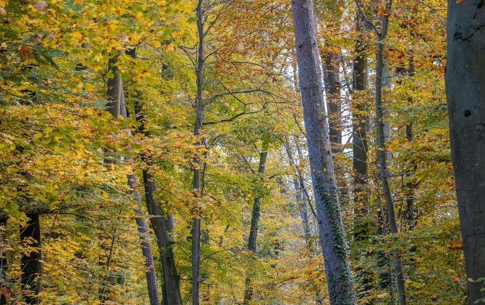 Autumn Nature: A Guide to the Season’s Best Sights