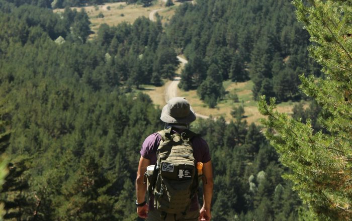 How to Stay Safe Around Wildlife: A Calm Guide