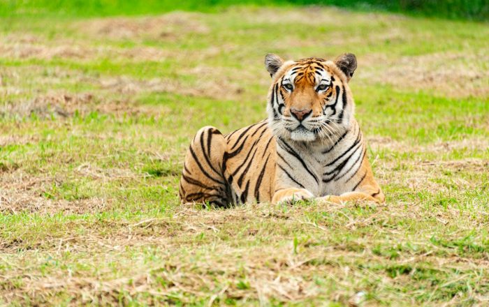 Why Species Become Endangered, and What Endangered Really Means