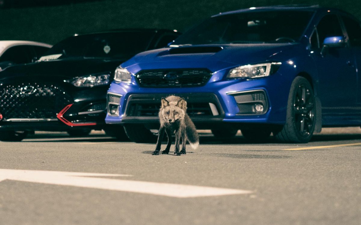 Why Wild Animals Are Moving to Cities