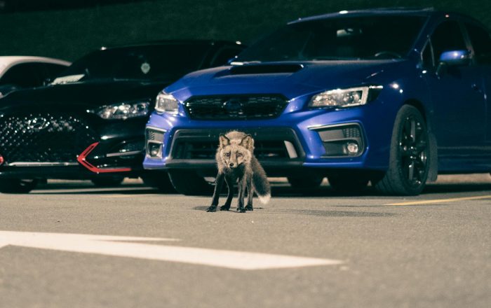 Why Wild Animals Are Moving to Cities