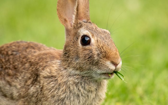 Herbivores, Carnivores, and Omnivores: A Beginner’s Guide