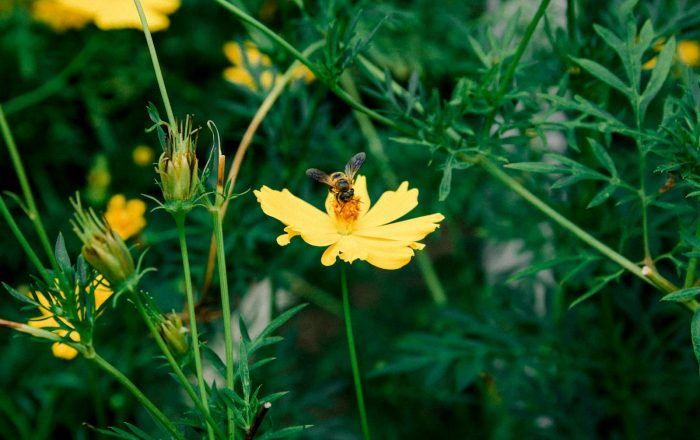 How to Help Bees in Your Backyard