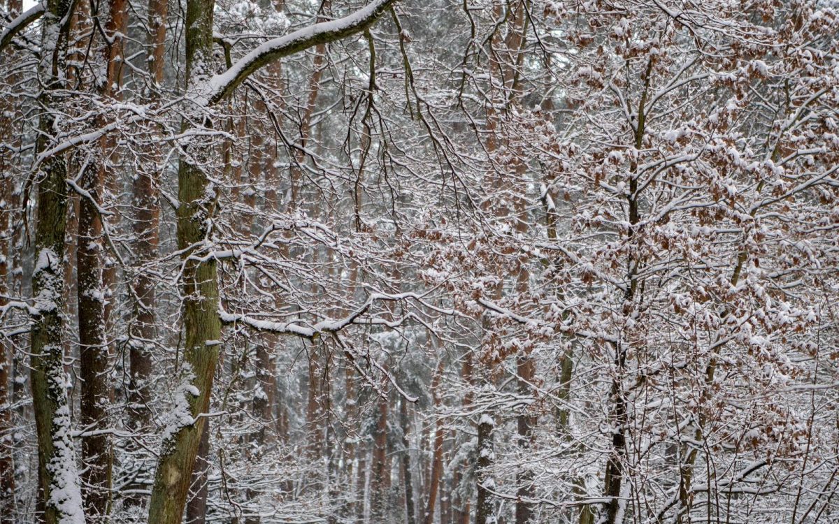 Finding Nature in Winter: A Beginner’s Guide