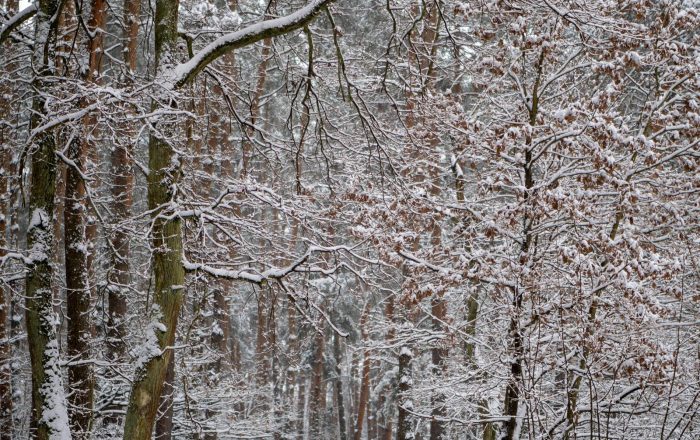 Finding Nature in Winter: A Beginner’s Guide