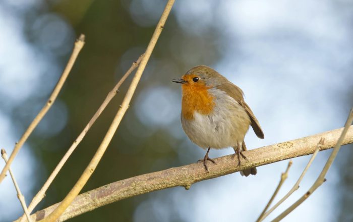 How to Identify 12 Common Backyard Birds