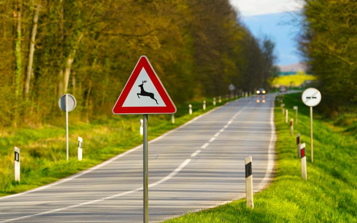 Why So Many Animals Die on Roads, and What Helps