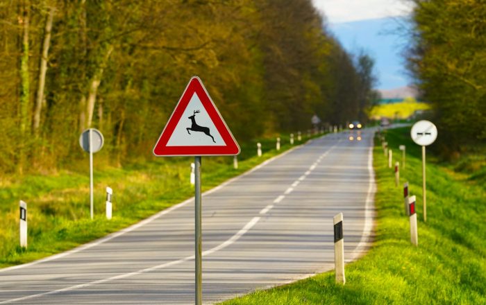 Why So Many Animals Die on Roads, and What Helps