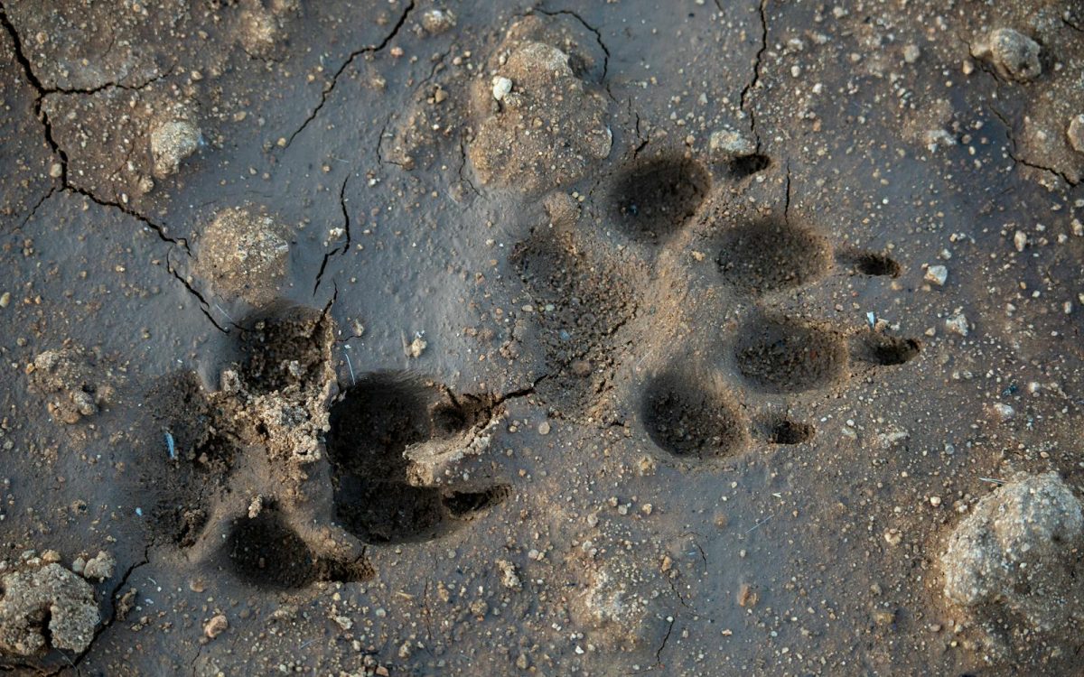 A Beginner’s Guide to Identifying Animal Tracks
