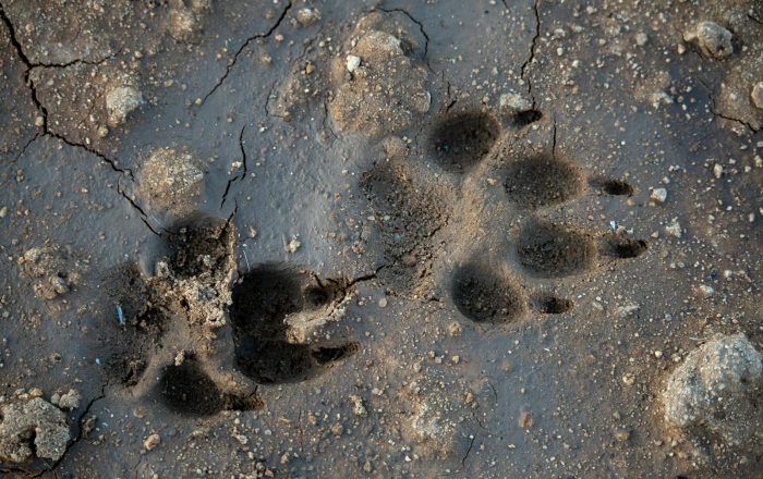 A Beginner’s Guide to Identifying Animal Tracks