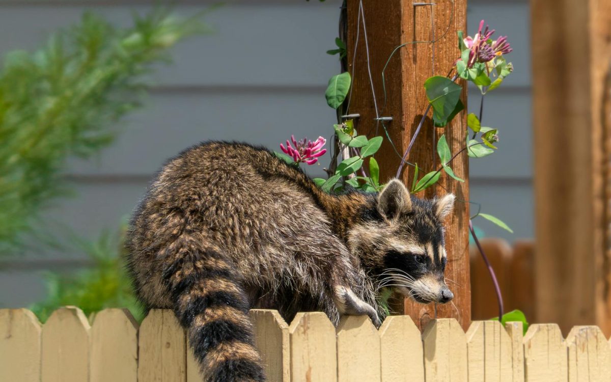 Living With Urban Raccoons Without the Drama