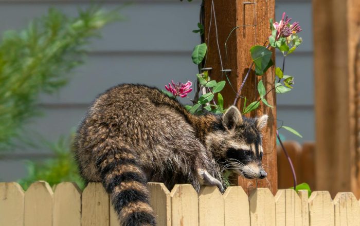 Living With Urban Raccoons Without the Drama