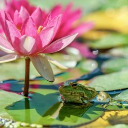 How to Create a Small Wildlife Pond