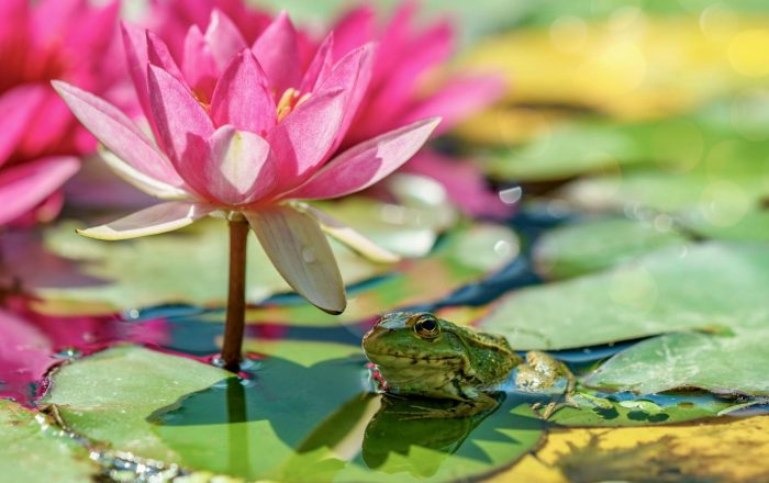 How to Create a Small Wildlife Pond