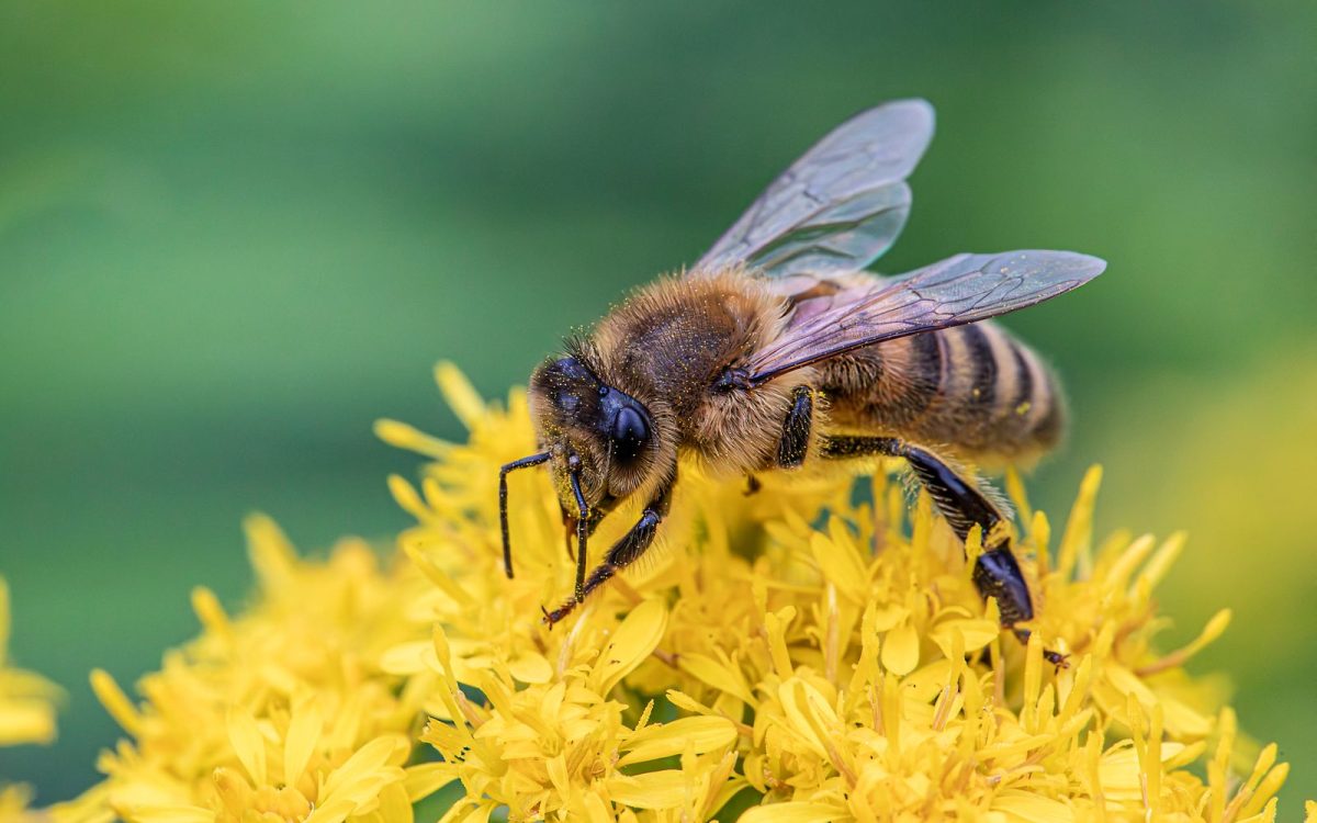 Does a Bee Always Die After Stinging? It Depends