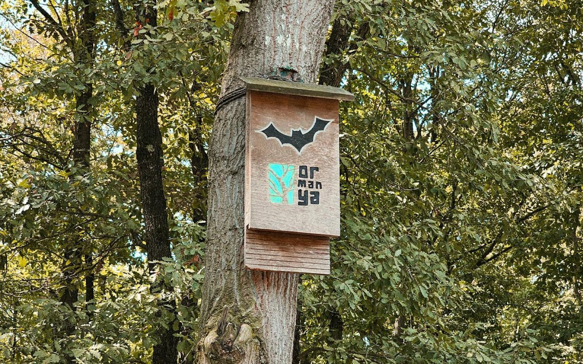 How to Coexist With Bats Around Your Home
