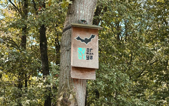 How to Coexist With Bats Around Your Home