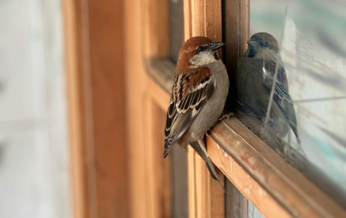 How to Stop Birds From Hitting Your Windows