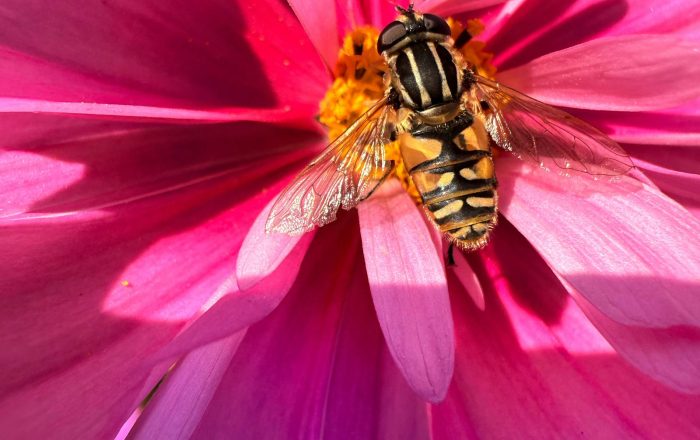 Meet the Pollinators in Your Backyard, Beyond Bees