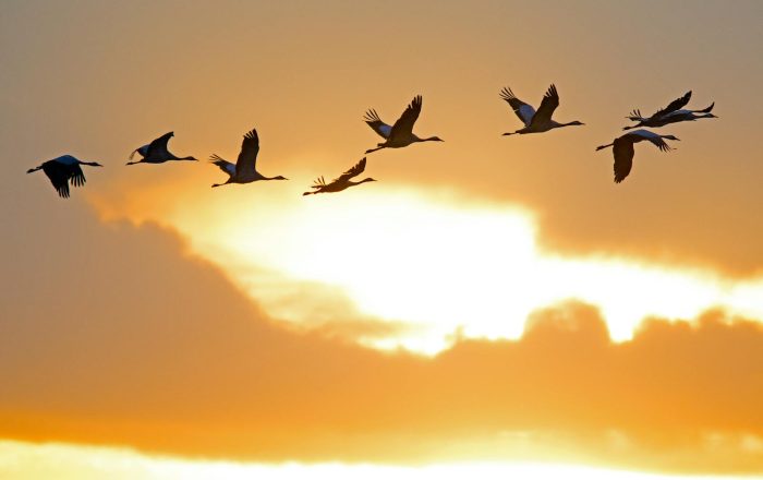 Why Animals Migrate: A Simple Guide to Nature’s Great Journeys