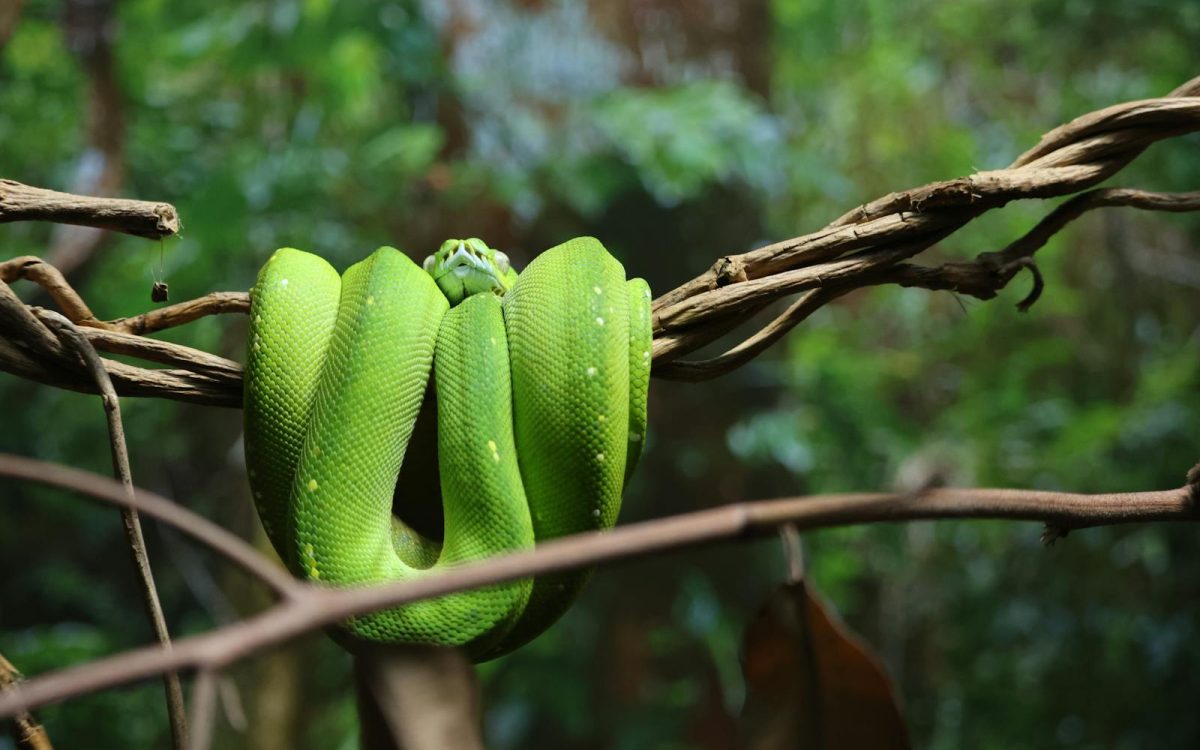 Snake Myths and Facts Everyone Gets Wrong