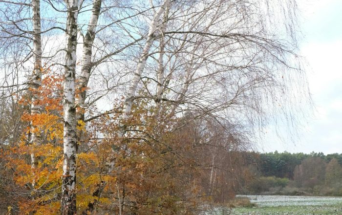 A Year of Nature: What to Look for Each Season