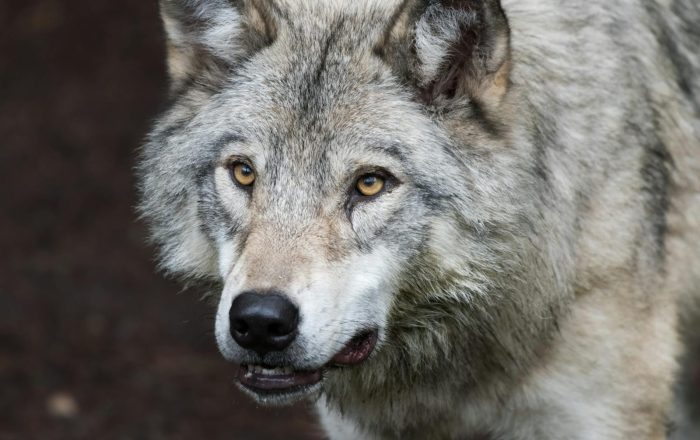 Are Wolves Really Dangerous? Myths vs Facts