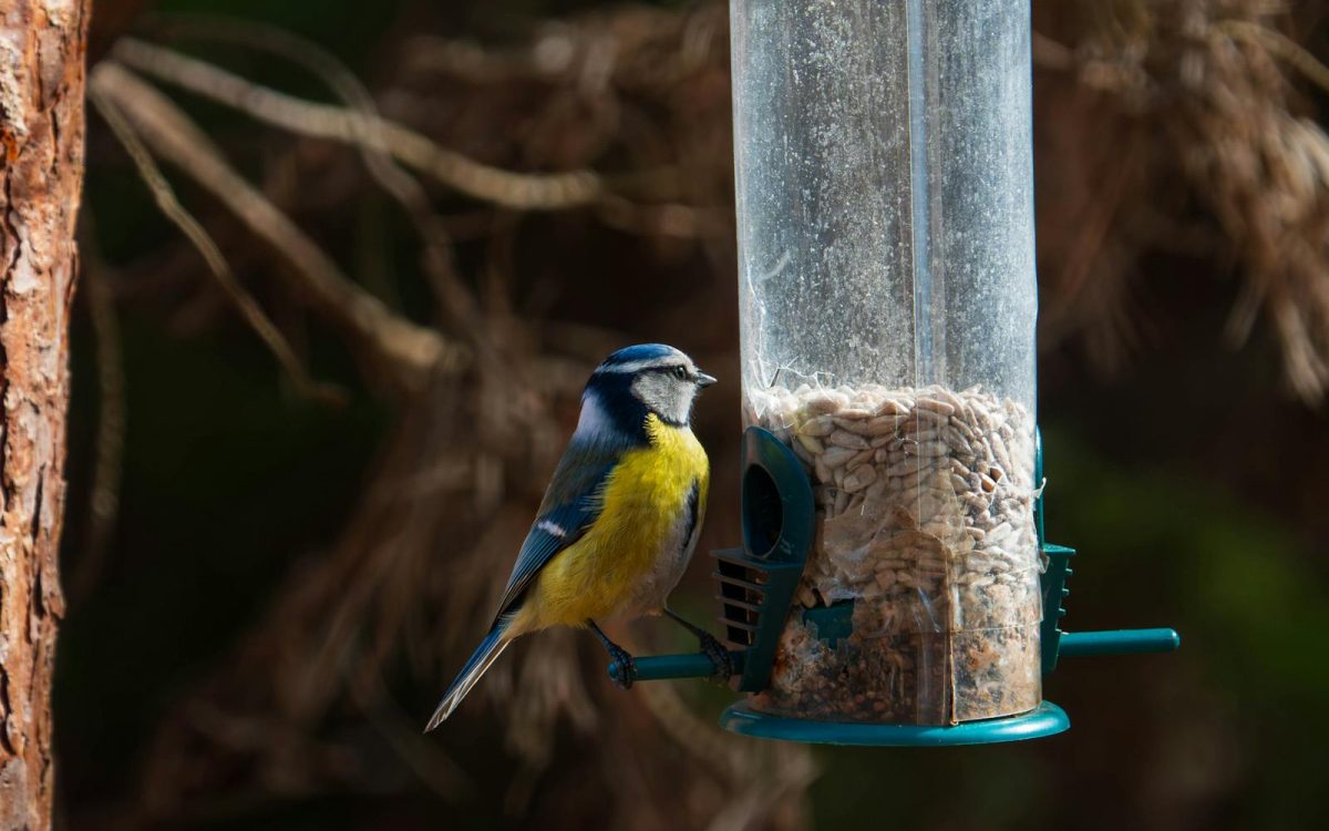 Choosing the Right Bird Feeder: A Simple Comparison