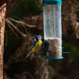 Choosing the Right Bird Feeder: A Simple Comparison