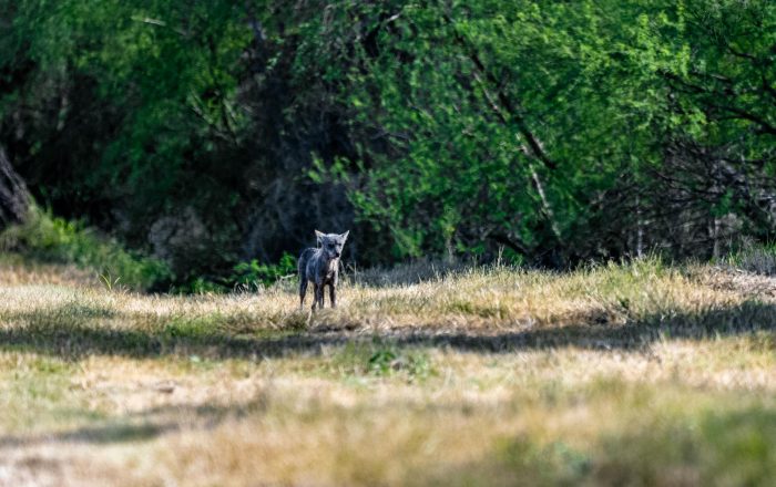 What to Do If You Meet a Coyote