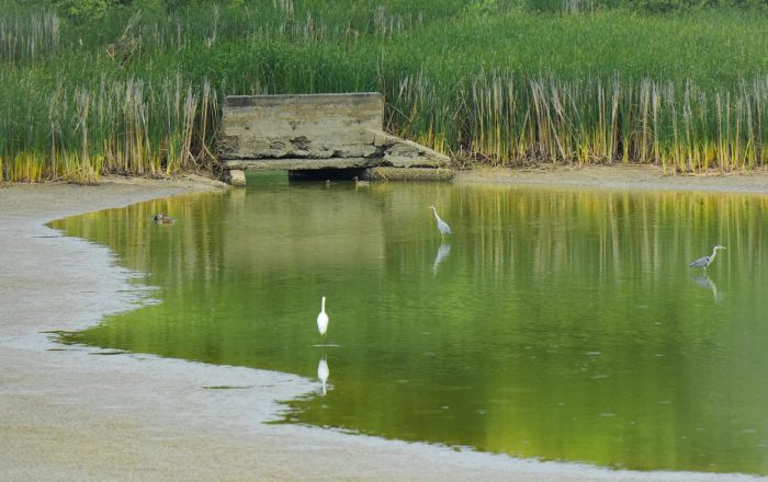 Habitats 101: Forests, Wetlands, Grasslands, and More