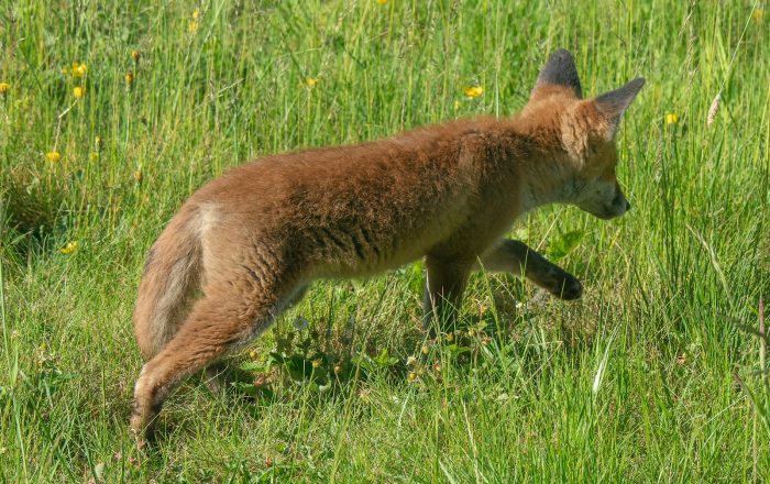Food Chains and Food Webs, Explained Simply