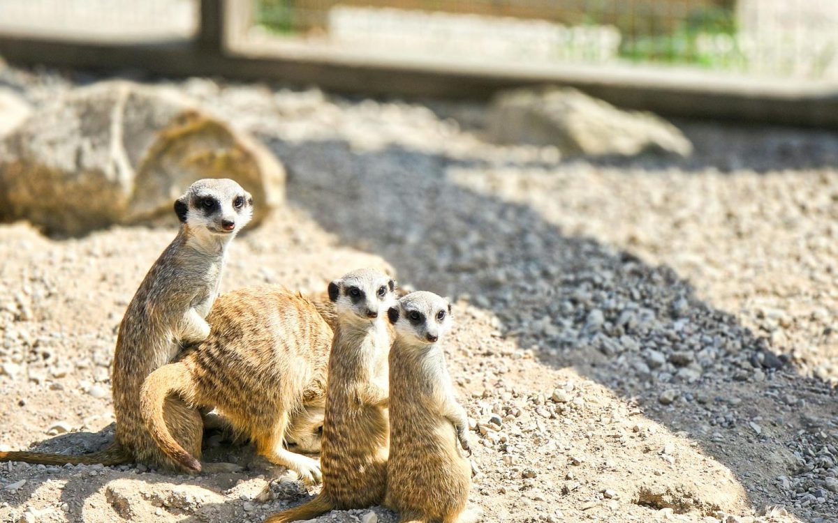 12 Animal Misconceptions Most People Still Believe