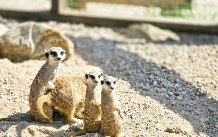 12 Animal Misconceptions Most People Still Believe