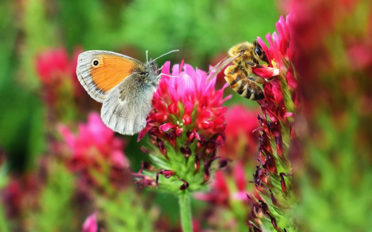 How to Start a Pollinator Garden, Even a Tiny One