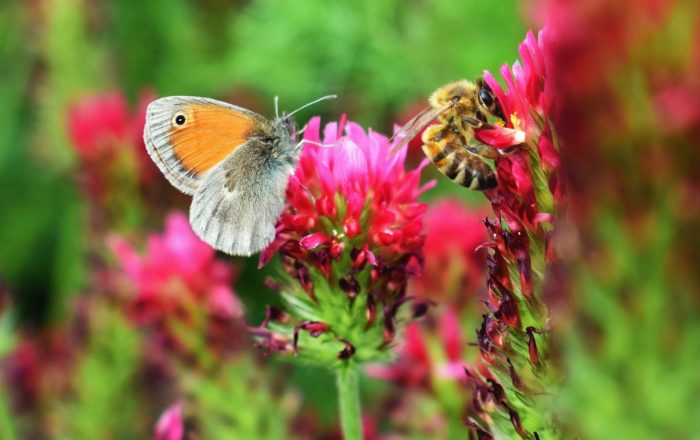 How to Start a Pollinator Garden, Even a Tiny One