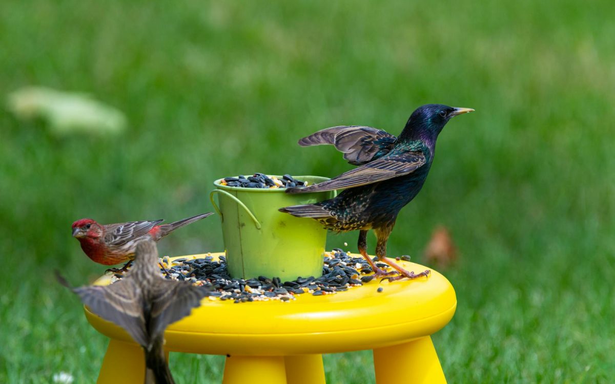 Feeding Backyard Birds Responsibly: The Do’s and Don’ts