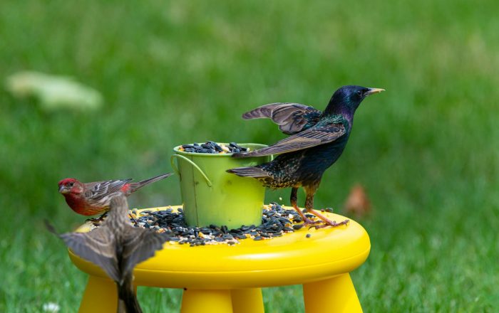Feeding Backyard Birds Responsibly: The Do’s and Don’ts